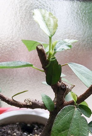 Hibiscus004.JPG