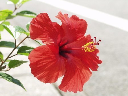 Hibiscus005.jpg