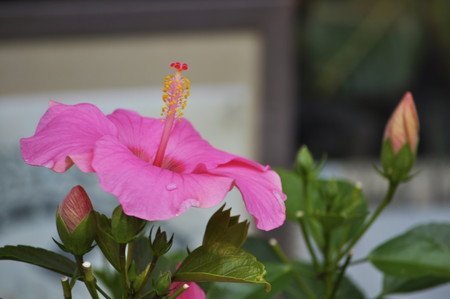 Hibiscus009.jpg