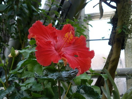 Hibiscus01.jpg
