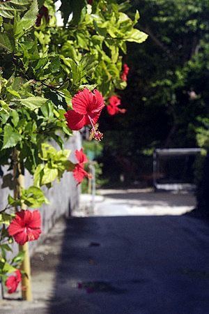 Hibiscus010.jpg