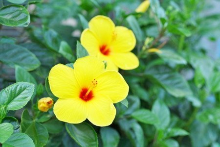 Hibiscus011.jpg