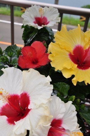 Hibiscus013.jpg
