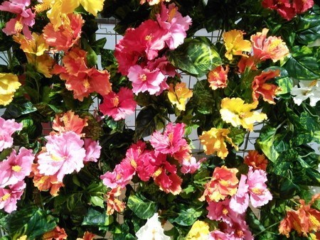Hibiscus014.jpg