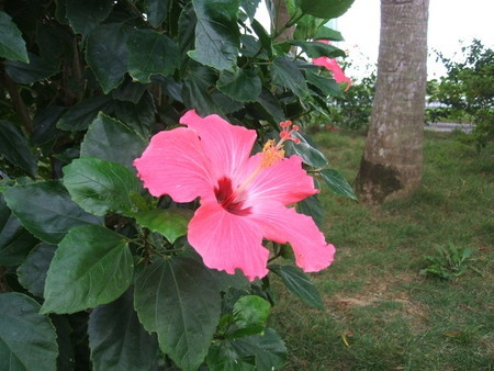 Hibiscus02.jpg