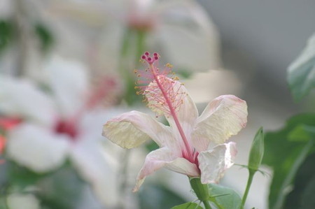 Hibiscus03.jpg