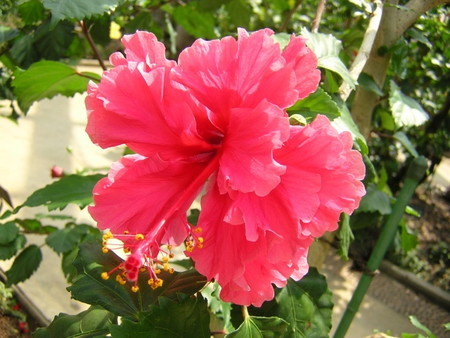 Hibiscus030.jpg