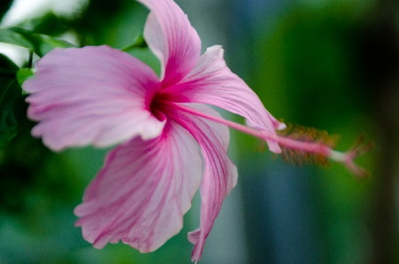 Hibiscus031.jpg