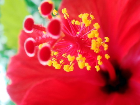 Hibiscus033.jpg