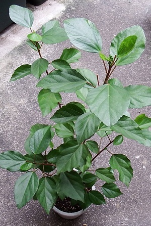 Hibiscus1610131.JPG