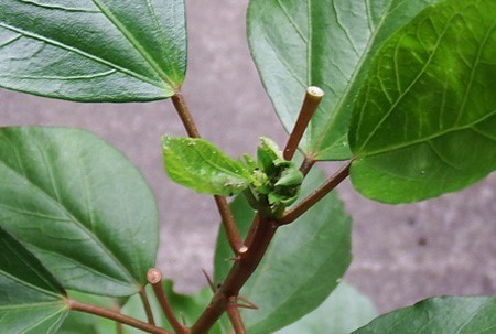 Hibiscus1610132.JPG