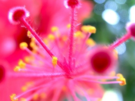 Hibiscus2.jpg