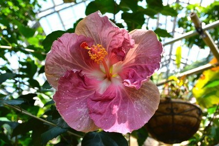 Hibiscus2016-01.jpg