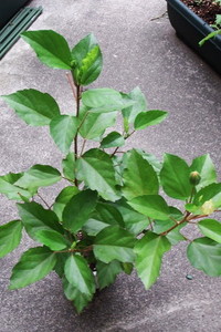 Hibiscus2016-01.jpg