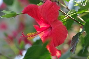 Hibiscus2016-04.jpg