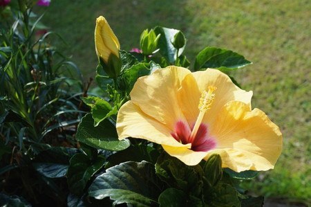 Hibiscus2016-05.jpg