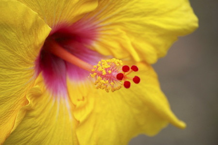 Hibiscus2016.jpg