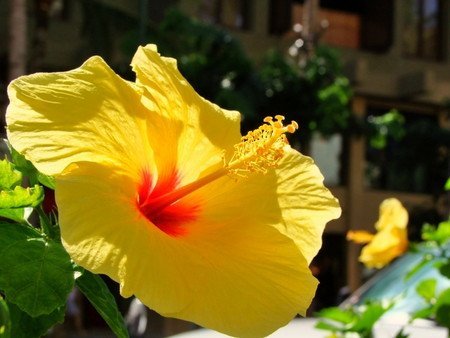 Hibiscus201603.jpg