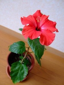 Hibiscus (10).jpg