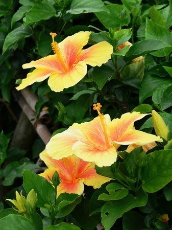 Hibiscus (1).jpg