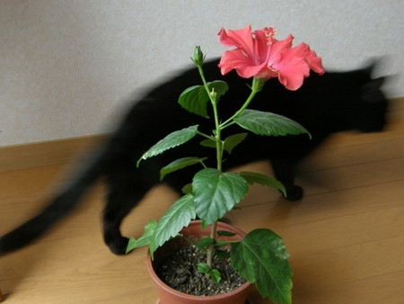 Hibiscus (2).jpg