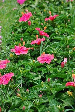 Hibiscus (6).jpg