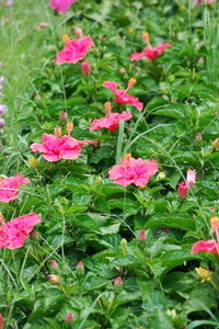 Hibiscus (6).jpg