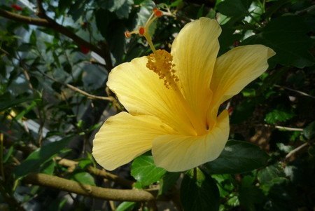 Hibiscus33.jpg