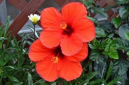 Hibiscus34.jpg