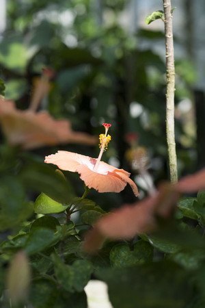 Hibiscus35.jpg