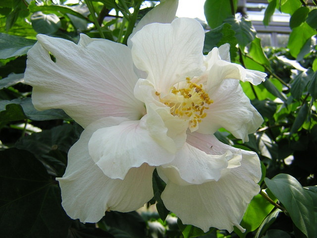 Hibiscus640.jpg