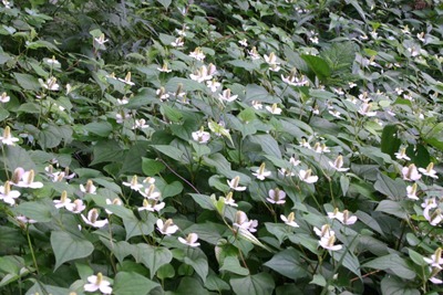 Houttuynia cordata (1).jpg