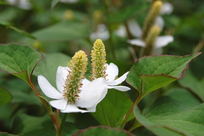 Houttuynia cordata (2).jpg