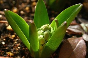 Hyacinthus002.jpg
