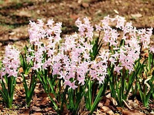 Hyacinthus003.jpg