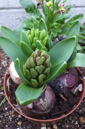 花 植物の関連記事 園芸ナビ 花と野菜の育て方