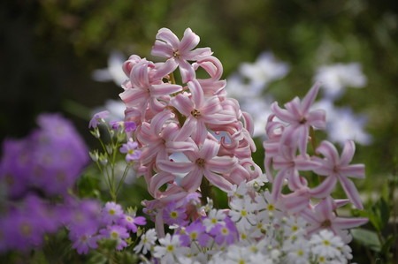 Hyacinthus (1).jpg