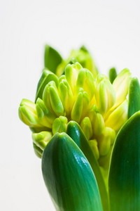 Hyacinthus (2).jpg