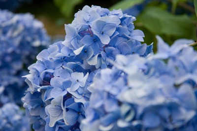 HydrangeAA.jpg