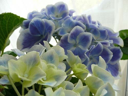 Hydrangea20(1).jpg