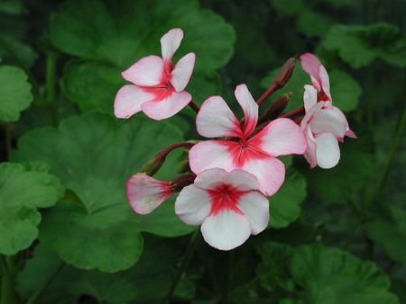 Ivy geranium.jpg