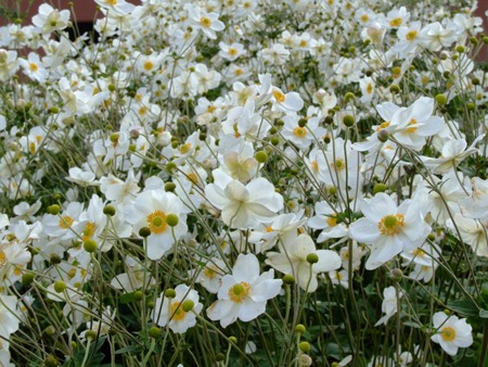 Japanese20anemone (1).jpg