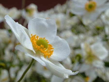 Japanese anemone (3).jpg