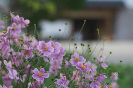 Japanese anemone (4).jpg