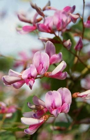 Japanese clover (2).jpg