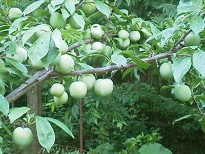 Japanese plum.jpg