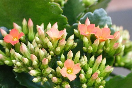 Kalanchoe.jpg