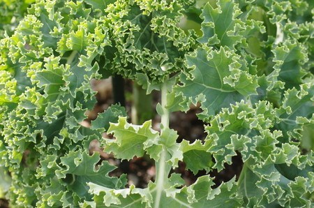 Kale.jpg