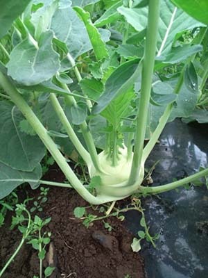 Kohlrabi.jpg