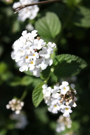 L.montevidensis (2).jpg